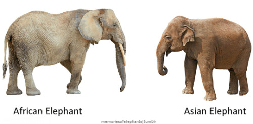 memoriesofelephants: African vs Asian Elephants: What’s the difference?