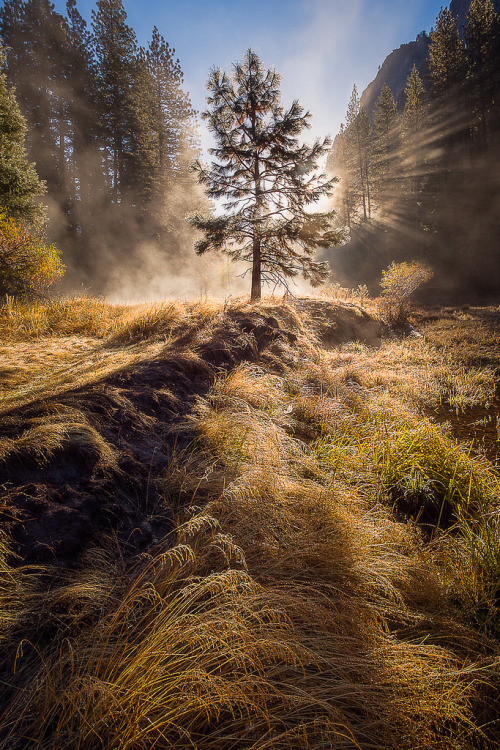 Yosemitree by Toby Harriman.