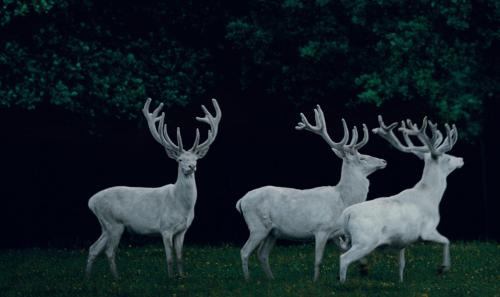 another-daughter-of-vikings: Frank Stöckel, featuring rare white deer in Eekholt Wildlife Park in G