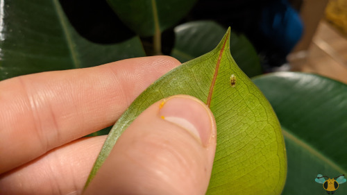 Soft Brown Scale Insect - Coccus hesperidumBuilding off of last week, it seems there’s a theme of sm