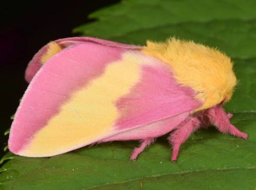 butterflyoftheday:The Rosy Maple MothToday I want to talk about one of the most charismatic moths th