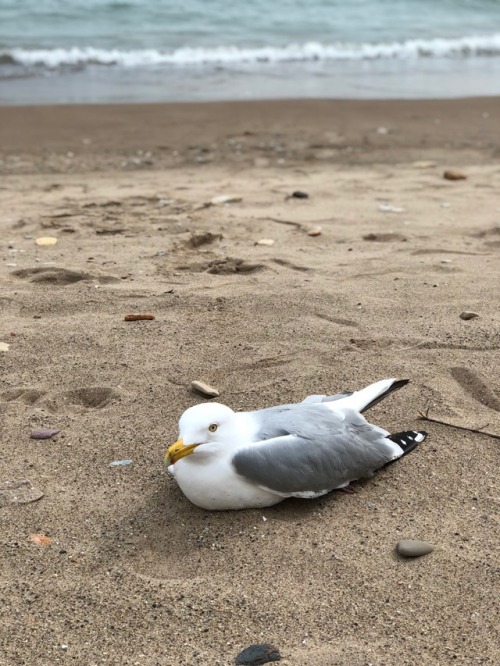 Helped out this sweet chunk of flotsam with the aid of Chicago Bird Collision Monitors (and found a 