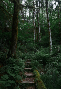 90377:   steps through the trees by Sam N www.instagram.com/snofzig
