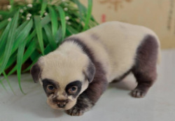 jailor:  doodooprincess:  panda pups  WHAT