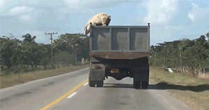 huffingtonpost:  Pig jumps from truck to escape slaughterhouse in South America.