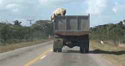 huffingtonpost:  Pig jumps from truck to