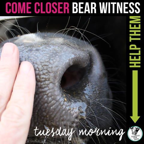 Learn about Toronto Cow Save and bear witness with us.Don’t live in Toronto? Bear witness with
