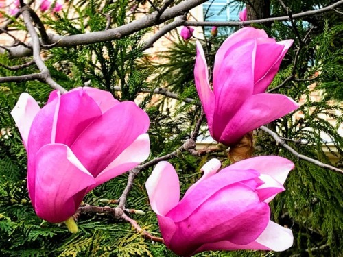 Deciduous Magnolia Blossoms, Fairfax, 2018.In a late spring, the deciduous magnolias are just now bl