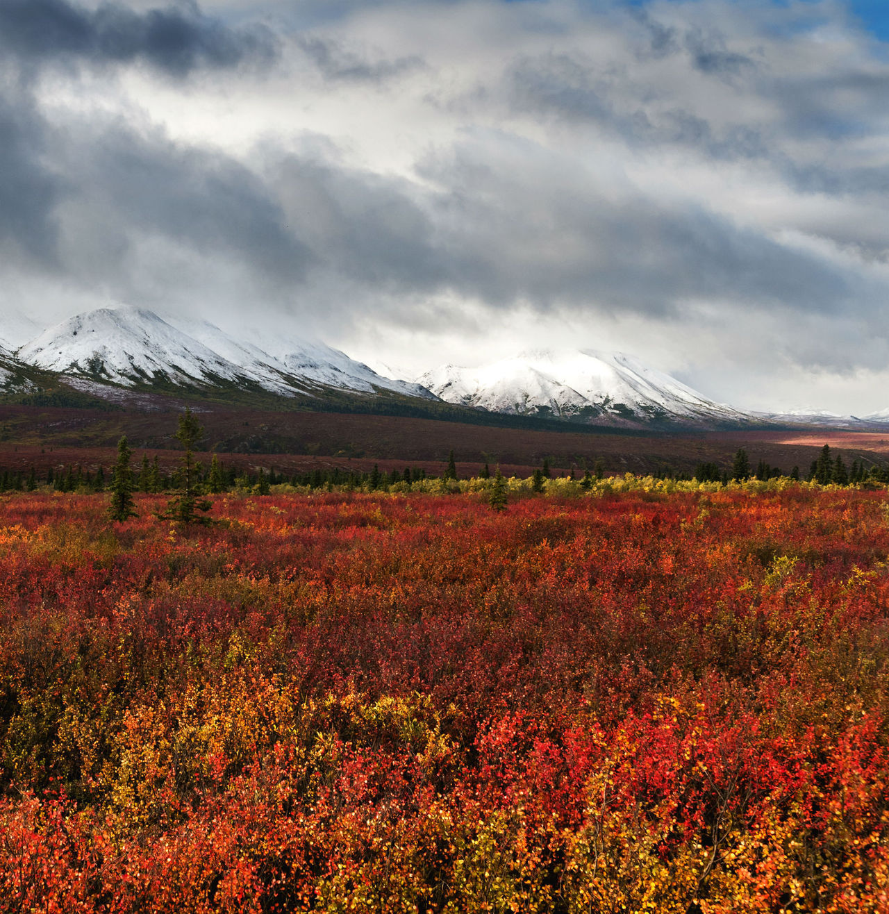 americasgreatoutdoors:
“Summer green becomes autumn orange in the blink of an eye at Denali National Park in Alaska. Termination dust – what Alaskans call the high altitude snow that signals the end of summer – coats mountains and sprinkles onto...