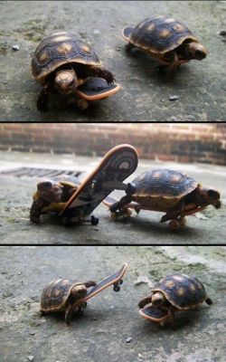 baggys-little-kitty:Cowabunga, dude. ✌🐢