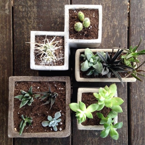 Spring forth my children! // Repotted my succulents &amp; cacti, made Thai iced tea, cleaned, an