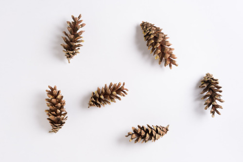 DECEMBER 15, 2016 - 350/366THESE PINECONESI remember picking up these pinecones from beneath a tree 