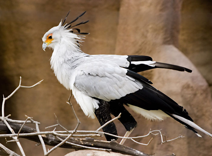 cool-critters:  Secretarybird (Sagittarius serpentarius)The secretarybird is a very