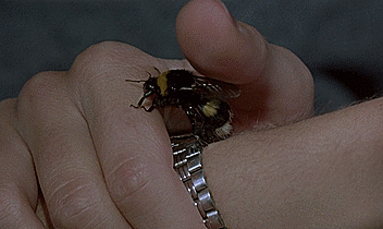 justfilms:  Phenomena - Dario Argento 1985