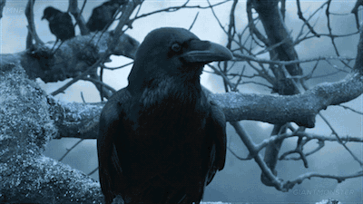 ysl123:@instructor144 @triskeleaficionado @magpie-69  Crow humor 