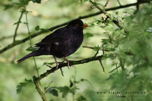 A Blackbird Enjoying The Early Morning Golden Hour.