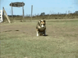 Bluesey:  Has This Poor Dogs Got No Back Legs