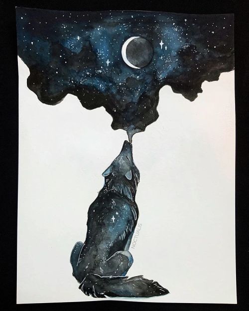 noctualis