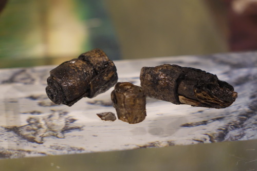 Items from the prehistoric settlement, Star Carr on display at the Yorkshire Museum, York, 27.8.16. 