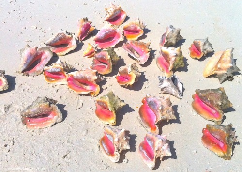 lovecovetdream:Love: nature’s beautyDreaming of a beach to roam in search of  conch shellsThe Bahama