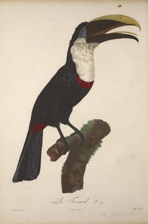 Toucans, perhaps best known for their colourful large beaks are birds from Ramphastidae family found