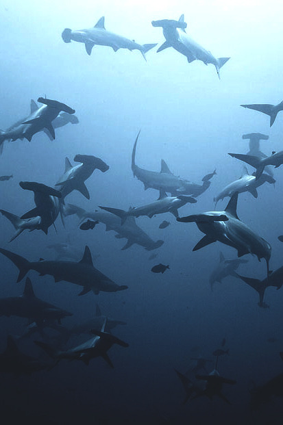 wavemotions:  swarming by Alexander Safonov