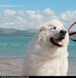 aplacetolovedogs:  Gorgeous Great Pyrenees