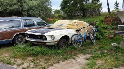 destroyed-and-abandoned: Mustang left to rot Source: mrhelios (reddit)