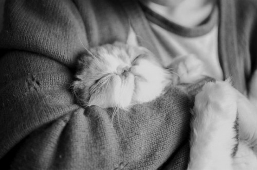 amplectaris:   untitled by hui+ on Flickr.