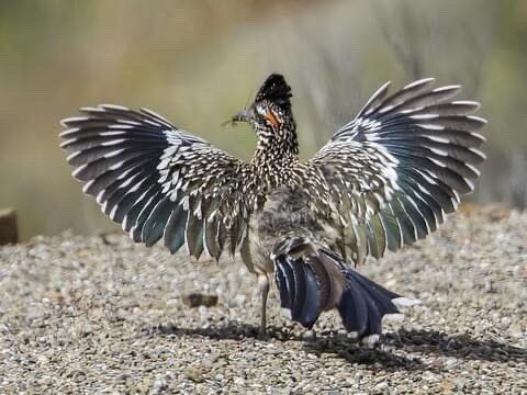 Roadrunner Appreciation Post