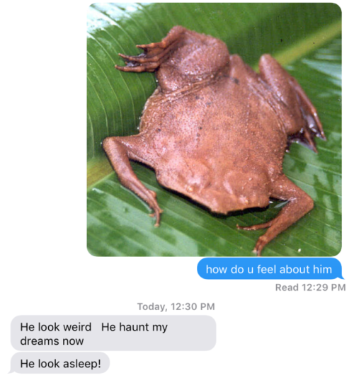 elemental-kiss:the hot new meme is asking my mom what she thinks of various frogsso I tried this wit