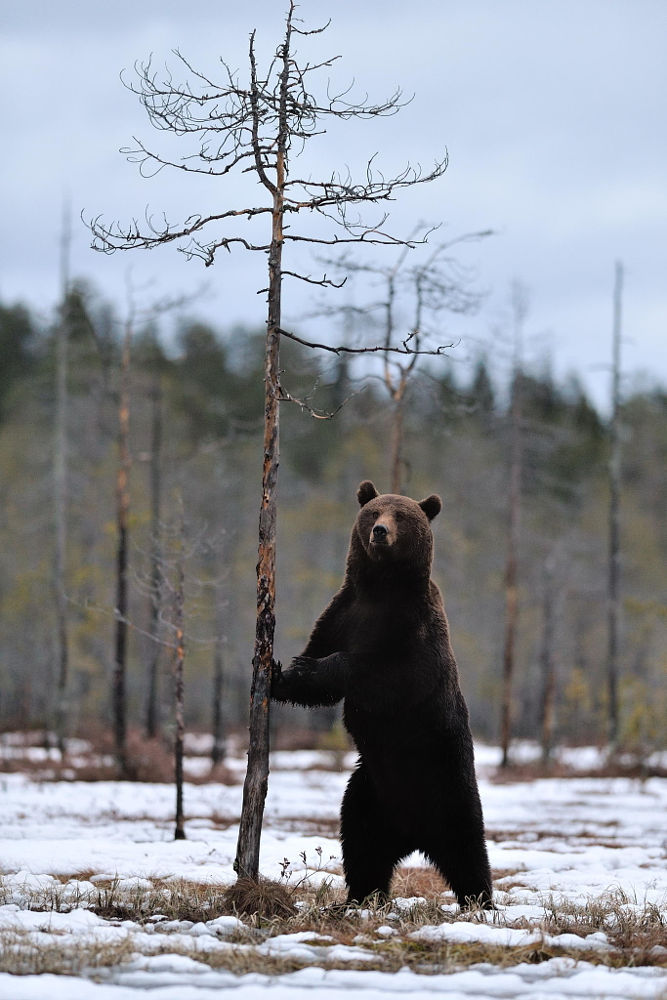 bears&ndash;bears&ndash;bears:  Brown bear standing on snow by Erik Mandre