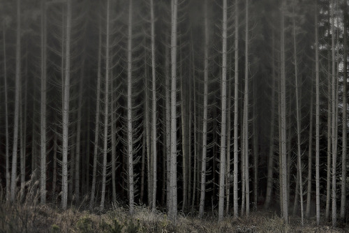 Trees by Joerg Marx on Flickr.