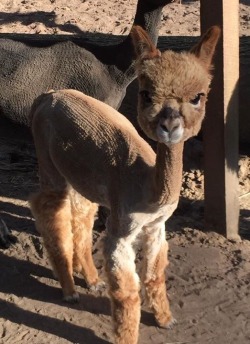 awwww-cute:  She just got her first wool-cut