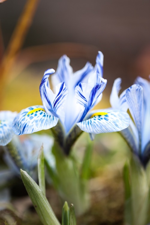 Iris reticulata flowering at the end of February. Before the world turned upside down …