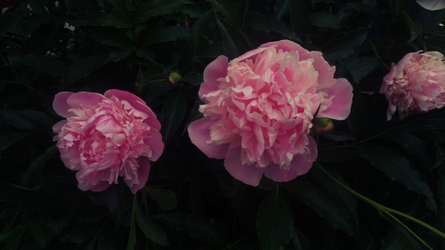Pink Derby. Peony Lactiflora.