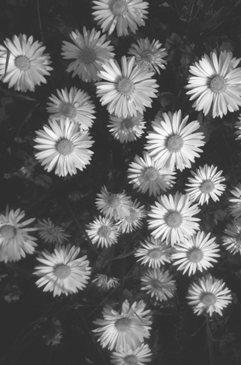 Butterflies on pins