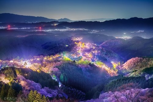 KAGAYA‏ @KAGAYA_11949千本桜の夜。満開の桜を照らすのは町の灯と月光。カメラの長秒露光で光を集め、肉眼では見えづらい色彩までも浮かび上がりました。（昨日、奈良県吉野山にて撮影