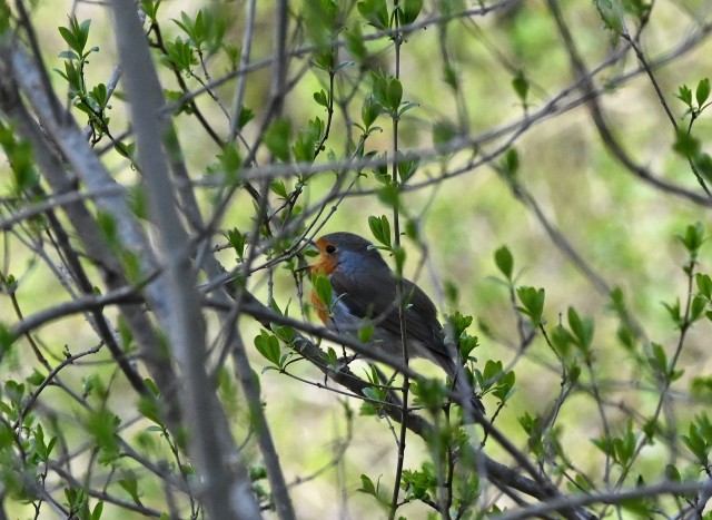 A happy Birthday song is echoing between my woods and yours, Angie @novice-at-play Along with the robin, I send you my best...