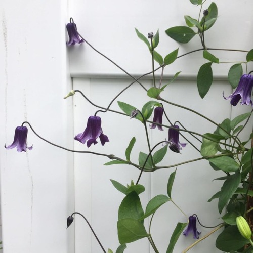 There is a clematis for every garden! #plantlove #instagarden #inthegarden #notquitesummer #clematis