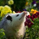 nasty-opossum-boy avatar