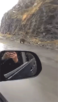 rechargeables:  pixelryan:  rains-revenge:  g-aesthetic:  jcoleknowsbest:  lahciguapa:  chokesngags:  nightsofnuru:  sizvideos:  Video  Note taken  Is that a fucking bear??? I never really believed bears could run fast. Jesus Christmas.  Is that a baby?