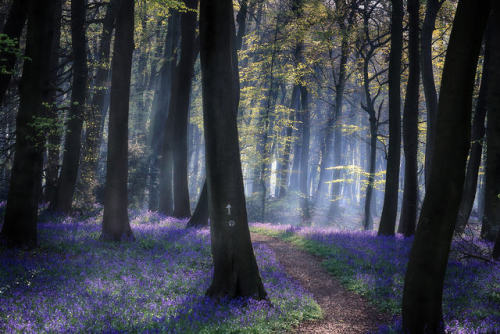 silvaris:Morning light in spring bluebell woodlands by Ceri Jones