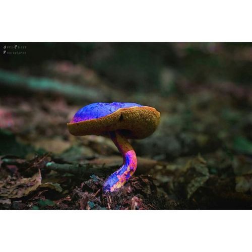 #aprileileenphotography #vaphotographer #virginiaphotographer #mushroom #mushrooms #mushroomspotting