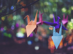 elenamorelli:  { paper cranes in the woods }