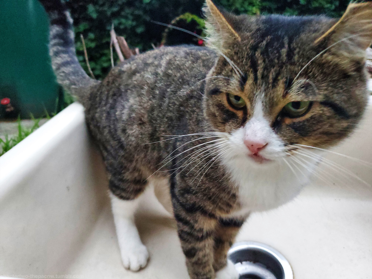 boots being grumpy in a sink |2021|