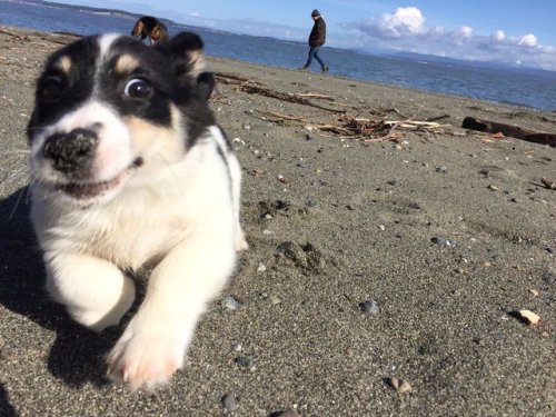 lemememeringue:babyanimalgifs:pups first trip to the beach@bpd-disaster@ratdressmaker