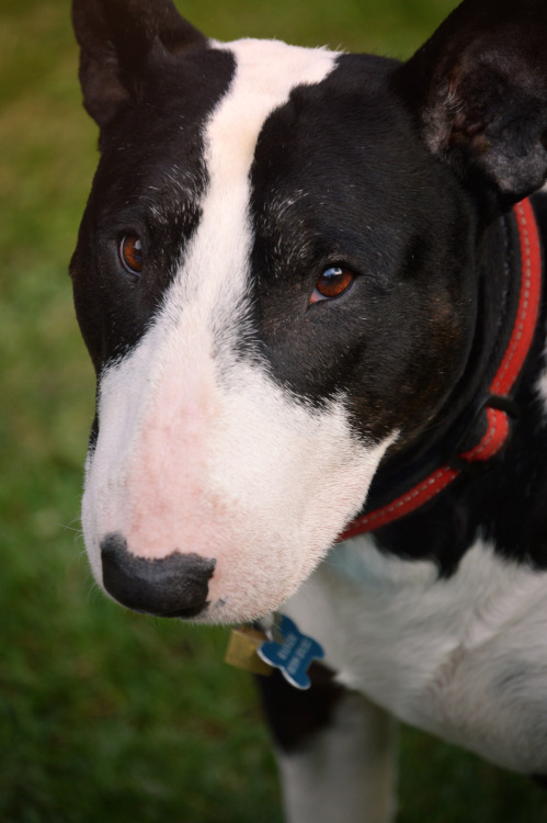 ofbullterriers:My puppy is getting a wee bit peppery now but, like George Clooney and various other 