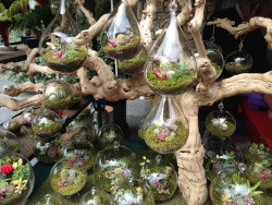 herbal-hippie:  i love terrariums!