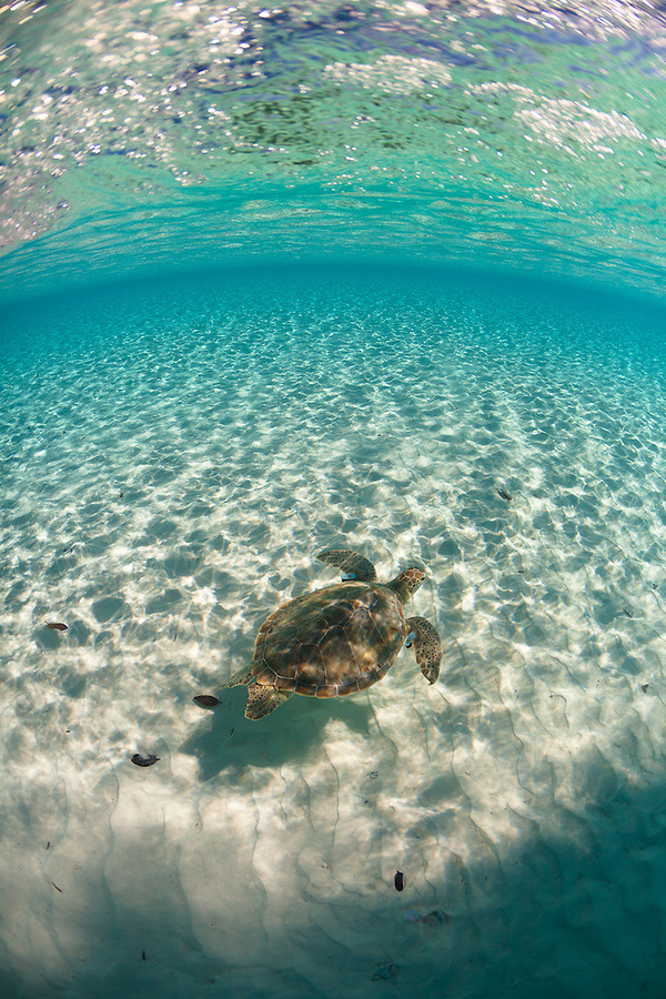 suntans-n-bikinis:  p-u-r-p-l-e-mermaid:  100leaguesunderthesea:  Swimming with a